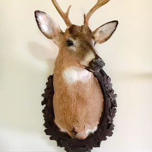 Deer by Amber Maykut (via IG-ambermaykut) #taxidermy #hoardiculture #nyc #ambermaykut