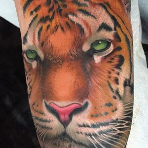 Tiger tattoo by Paul Marino #tiger #bigcat #colorportrait #colorrealism #portraitrealism #realismartist #PaulMarino