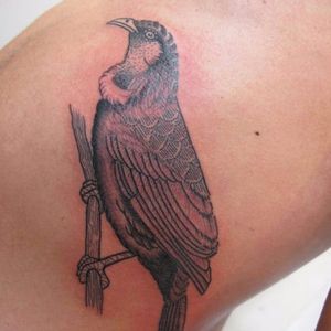 Beautiful linework on this tui tattoo #kiwiana #bird #birdtattoo  #fantail #tui #newzealand