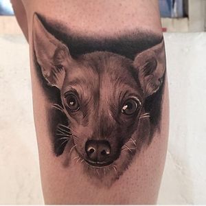Chihuahua pet portrait by Jamie Mahood. #blackandgrey #realism #JamieMahood #pet #dog #chihuahua