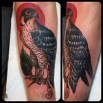 Traditional Hawk Design by @end_willows #Hawk #TraditionalHawk #BirdTattoo #TraditionalBird #endwillows