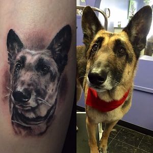 Black and grey German Shepherd portrait tattoo by Sam Garcia. #dog #germanshepherd #blackandgrey #realism #SamGarcia
