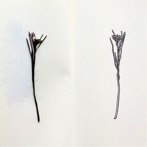 Fresh twig and drawing by Rose Hendry #RoseHendry #illustration #art #drawing #design #twig #flower