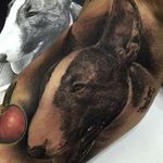 Bull terrier portrait tattoo by @fred_tattoo via Instagram. #realism #blackandgrey #petportrait #dog #bullterrier #fredtattoo