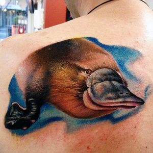 Amazing platypus by Chris (via IG -- roseandanchortattoo) #platypus #monotremes