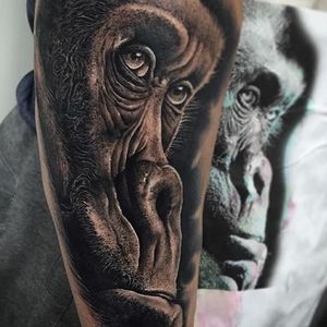 Gorilla Tattoo by Samuel Rico #gorilla #gorillattattoo #blackandgrey #blackandgreyrealism #realism #animaltattoo #realisticanimal #realismanimaltattoo #blackandgreyanimal #SamuelRico