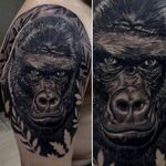 Gorilão no realismo #RodrigoLobão #RodrigoRodrigues #brasil #brazil #tatuadoresdobrasil #brazilianartist #realismo #realism #gorila #gorilla #animal #pretoecinza #blackandgrey