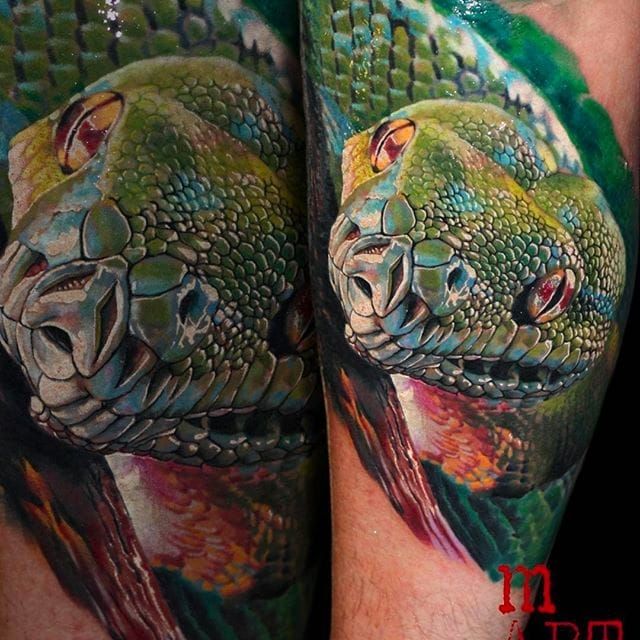 Blue pit viper tattoo located on the forearm