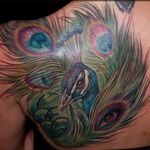 Colorful peacock piece. Tattoo by Maija Arminen. #realism #colorrealism #MaijaArminen #bird #peacock