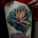 Beautiful color realism bird of paradise flower tattoo by Glen Decker. #birdofparadise #craneflower #flower #realism #colorrealism #GlenDecker