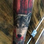 Blood is in the air in this depiction of a wolf on the hung by Ash Higham (IG—ashhighamtattoos). #animals #AshHigham #blackandgrey #blood #color #forest #realism #wolf
