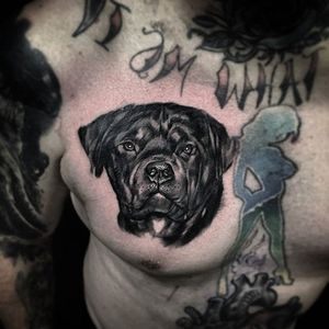 Rottweiler chest tattoo by Todd Maskey. #realism #dog #rottweiler #petportrait #blackandgrey #ToddMaskey