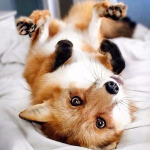 Raposínea fofa! #Raposa #fox