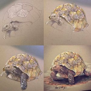 Tortoise art by Jody Steel #JodySteel #art #painting #paint #realism #realistic #tortoise