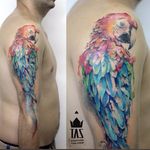 Watercolor parrot tattoo #RodrigoTas #watercolor #graphic #parrot