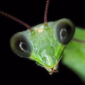 AAAHHHHH! I mean, ohhhhhh, nice to, uh, meet you. #PrayingMantis #Bug #Insect #OhHello