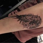 Shrimp tattoo by Jereminsky #Jereminsky #blackwork #monochrome #monochromatic #blackandgrey #graphic #shrimp #dotwork