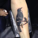 Minimal palette neo-traditional kiwiana tattoo #kiwiana #bird #birdtattoo #tui #newzealand