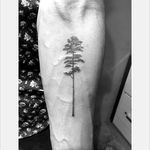 Longleaf pine tree by Daniel Winter. #singleneedle #fineline #linework #DanielWinter #tree #longleafpine