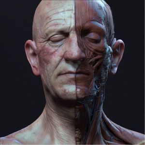 3D anatomical model of the head and neck via Pinterest #anatomicalhead #head #anatomical #tattooinspiration