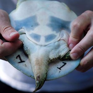 A tattooed softshell turtle. #Turtle #Turtles #TattooedTurtle #Science