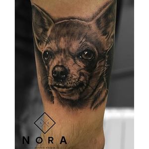 A sweet looking black and grey realistic chihuahua portrait tattoo by Ruben Pita. #chihuahua #dog #realism #blackandgrey #RubenPita