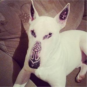 Focinho, olhos e orelhas do Bull Terrier chamado Diamond, tatuados