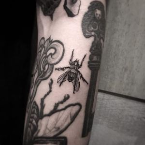 Fly Tattoo by Aru Tattoo #fly #insect #bug #blackworkinsect #blackinsect #creatures #Aru #AruTattoo