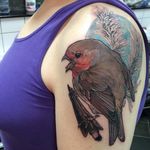 Robin tattoo by Kate Mackay Gill #KateMackayGill #painterly #realistic #animal #nature #robin #bird