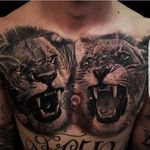 Big cats tattoo by Benji Roketlauncha #BenjiRoketlauncha #realistic #blackandgrey #portrait #photorealistic #lion #lioness #bigcat