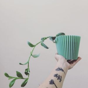 Matching tattoos and plant! Photo from the  Instagram account of Maria Efthymiou #plant #botany #idea #ideas #inspiration #matching #botanic