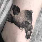 Little puff bird tattoo by Lipa #Lipa #birdtattoos #blackwork #dotwork #linework #illustrative #bird #feathers #wings #darkart