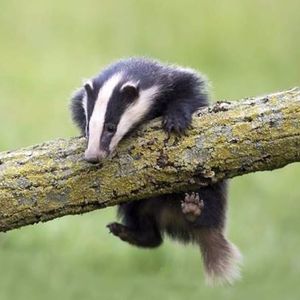 Cute badger. Photo via Pinerest #tattooinspiration #badger
