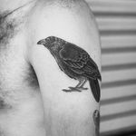 Blackwork raven tattoo #Raven #raventattoo #GeorgieHarrison #blackwork #linework