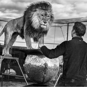 Original photo by Matilda Temperley via Google #liontamer #lion #bigcat #tattooinspiration