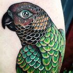 Parakeet by Fabien Grezyn #FabienGrezyn #color #parakeet #bird #tattoooftheday