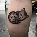 Kitten Tattoo by Sarah Whitehouse #kitten #kittentattoo #dotworkanimal #dotwork #dotworktattoo #animal #SarahWhitehouse