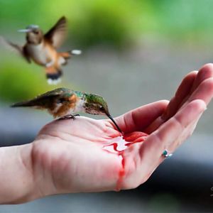 Hummingbirds drinking from a person's hand. Photo by Scott Kemp #color #realism #songbirds #VicVivid