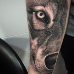 Wolf Tattoo by Samuel Rico #wolf #wolftattoo #blackandgrey #blackandgreyrealism #realism #animaltattoo #realisticanimal #realismanimaltattoo #blackandgreyanimal #SamuelRico