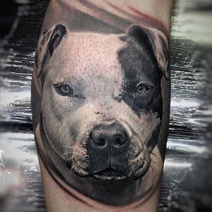Realistic pit bull tattoo by Nuno Feio. #realism #blackandgrey #petportrait #dog #pitbull #NunoFeio