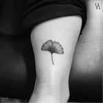 Delicate ginkgo tattoo by Violeta Arus #ginkgo #leaf #VioletaArus #blackwork #linework #dotwork #delicate