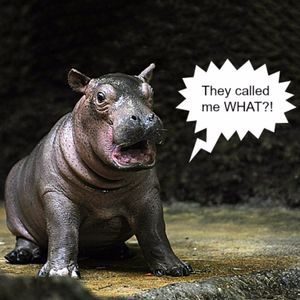 Hippo meme via Google #hippo #hippopotamus #tattooinspiration