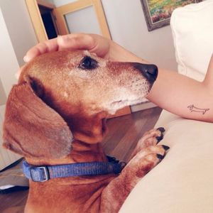 Picasso's Dachshund drawing tattoo via Pinterest. Artist unknown #dachshund #picasso #dog #oneline #singleline #linework