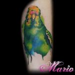 Aquarela de responsa! #InkedByMario #MarioGregor #aquarela #watercolor #TatuadorGringo #colorida #colorful #passaro #bird