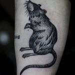 Rat Tattoo by Pavlo Balytskyi #rat #rattattoo #blackwork #blackworktattoo #illustrative #illustrativetattoo #blackink #PavloBalystskyi