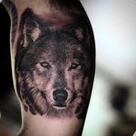 Awesome wolf portrait tattoo done by Shine. #ShinhyeKim #Shine #blackandgrey #fineline #wolf #wolfportrait