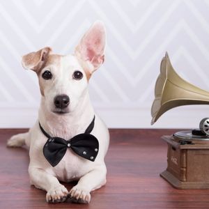 Jack Russell Terrier by Studio Pets Photography #JackRussell #StudioPetsPhotography #gramaphone