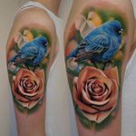 A blue bird perched atop a fully bloomed pink rose by James Artink (IG— james_artink). #bluebird #color #JamesArink #realism #rose