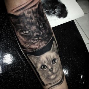 #gatos #gatíneo #cat #catlovers #MarceloSmashKieling #MarceloSmashTattoo #pretoecinza #blackandgrey #realismo #TatuadoresDoBrasil #brasil
