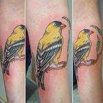 The state bird, the eastern goldfinch By Claire Snaggle Tooth (via IG -- snaggle_tooth_tattoos) #clairesnaggletooth #goldfinch #iowa